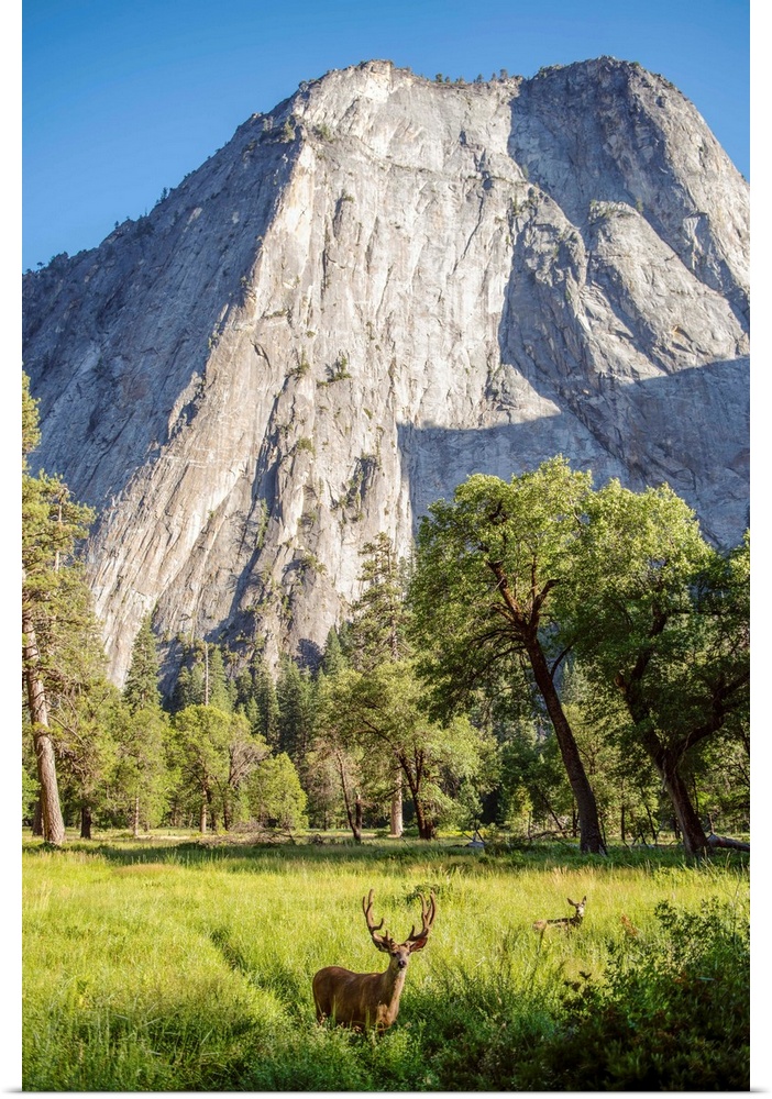 Deer grazing in grass under Middle Cathedral Rock in Yosemite National Park, California.