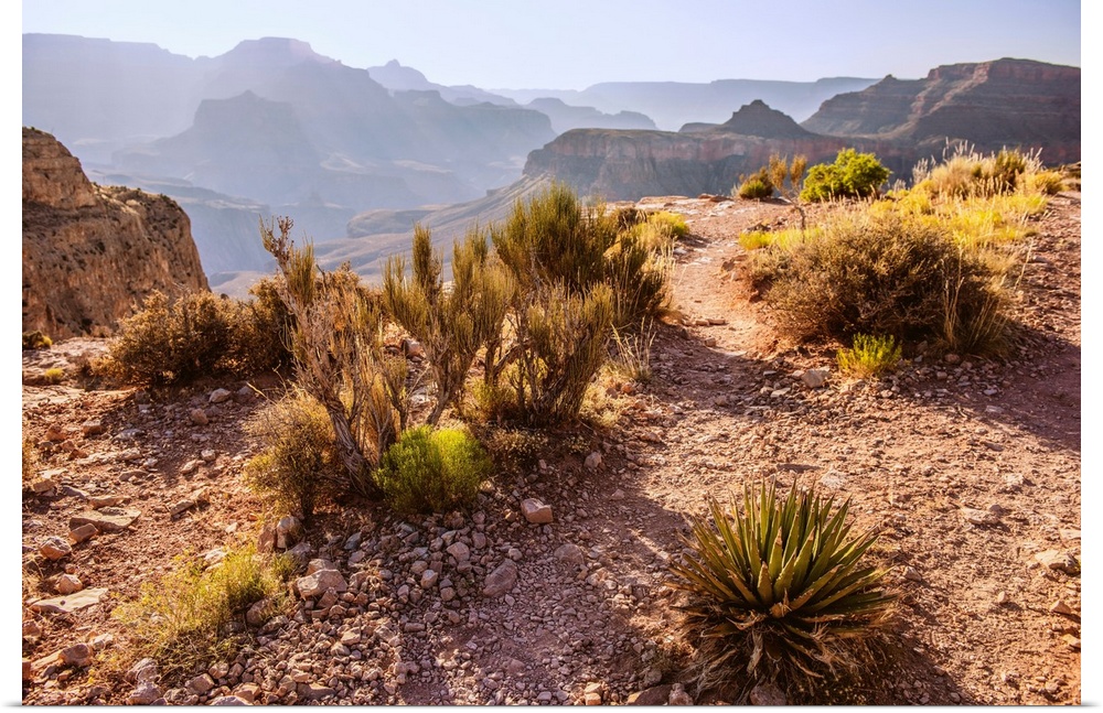 Desert vegetation in Grand Canyon National Park, Arizona.