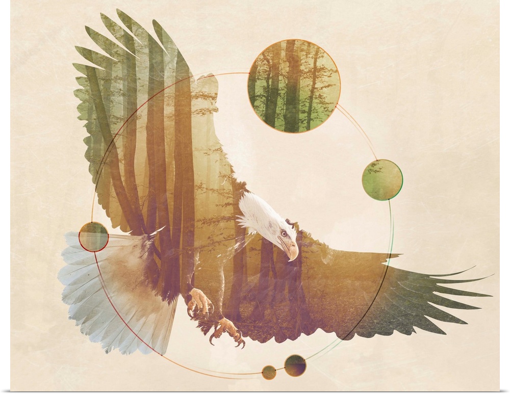 Double exposure artwork of an eagle and a forest with circular shapes.