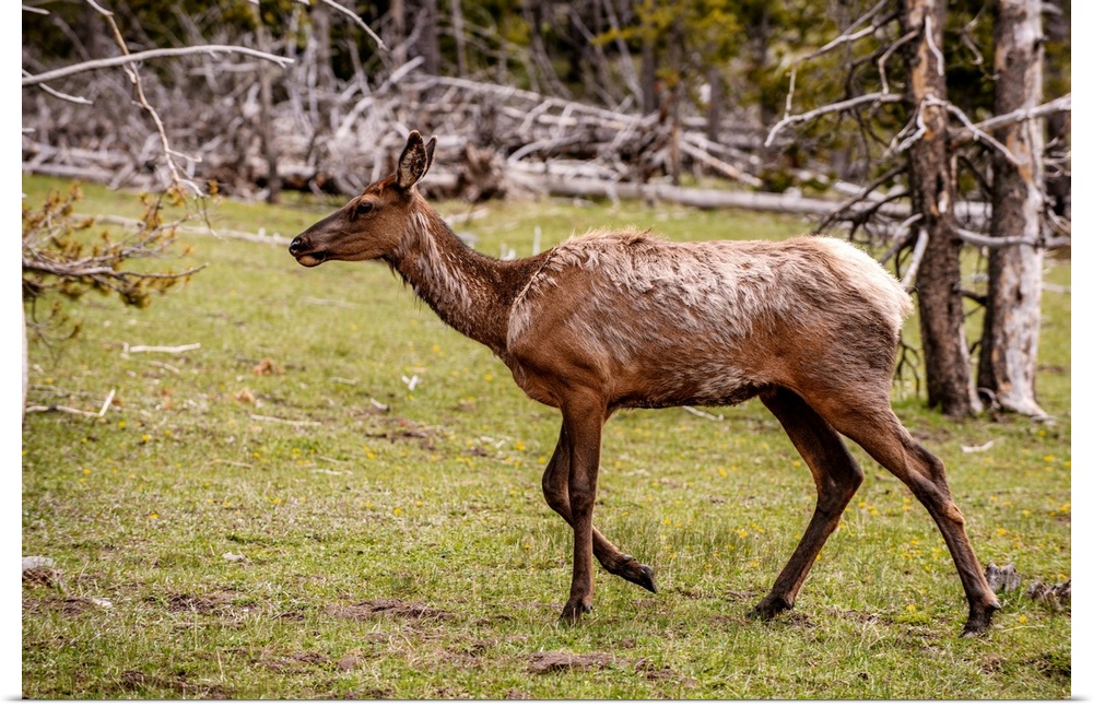 Grand Teton National Park is home to many different kinds of wildlife, Wyoming.