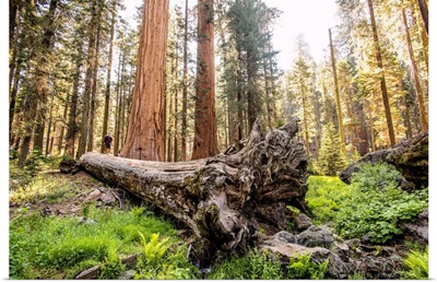 Fallen Sequoia Tree, Sequoia National Park, California
