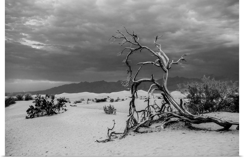 A fallen tree lies within the sands of Death Valley in California. Death Valley is considered one of the hottest places on...
