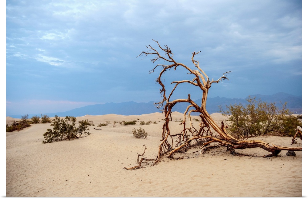A crooked fallen Mesquite tree lies within the dunes of Mesquite Flat Sand Dunes of Death Valley, California.