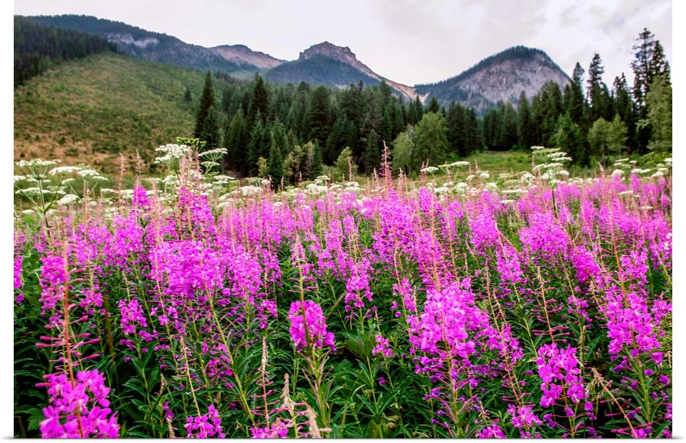 Field of Fireweed flowers in Yoho National Park, British Columbia, Canada.