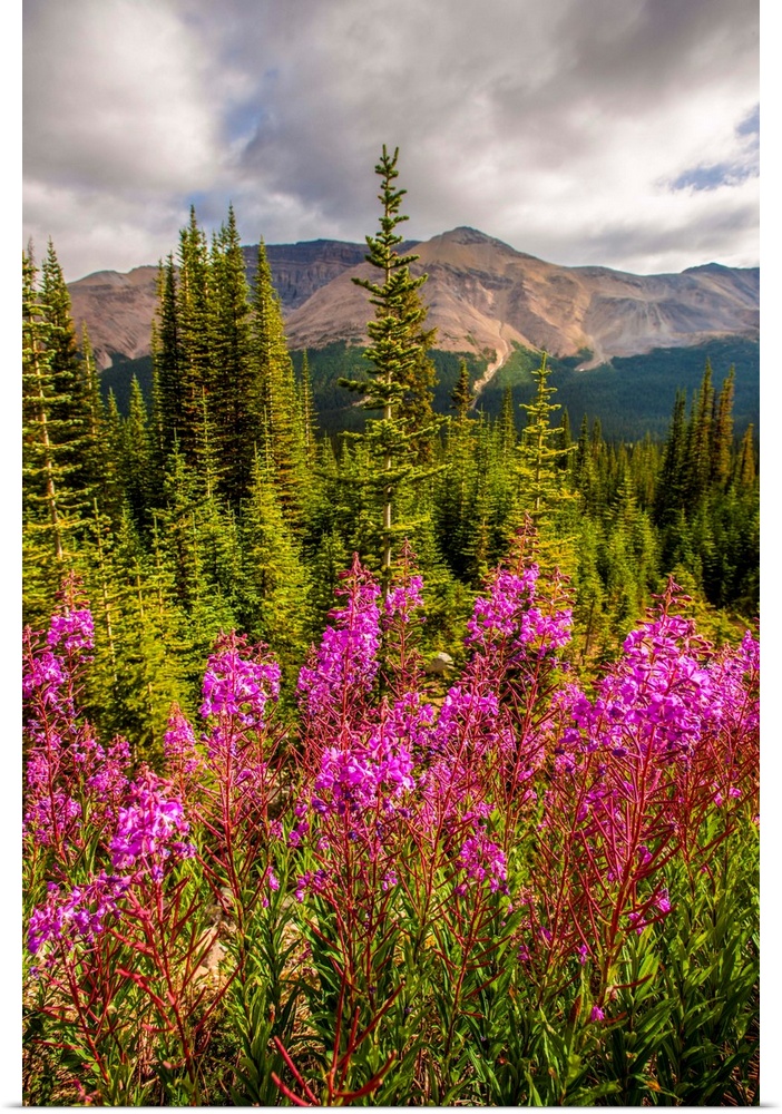 Bright Fireweed flowers in Banff National Park, Alberta, Canada.
