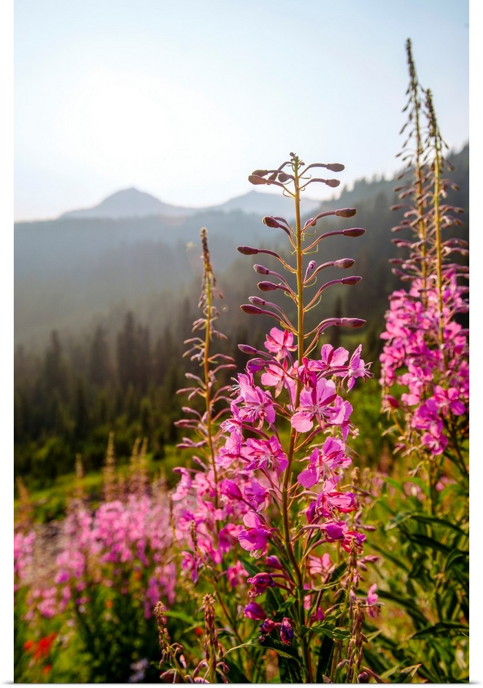 View of tall stalks of Fireweed (Chamaenerion) in the wilderness of Mount Rainier National Park, Washington.