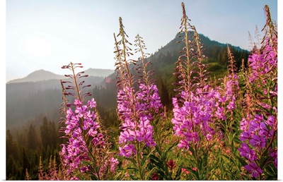 Fireweed III, Mount Rainier National Park, Washington