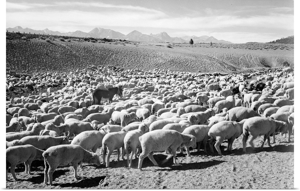 Flock in Owens Valley, 1941, flock of sheep.