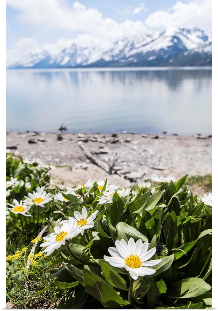 Photograph of beautiful Spring flowers in front of Jackson Lake with the Grand Tetons in the background with a shallow dep...
