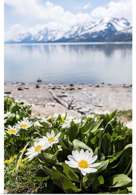 Flowers at Jackson Lake, Grand Teton National Park