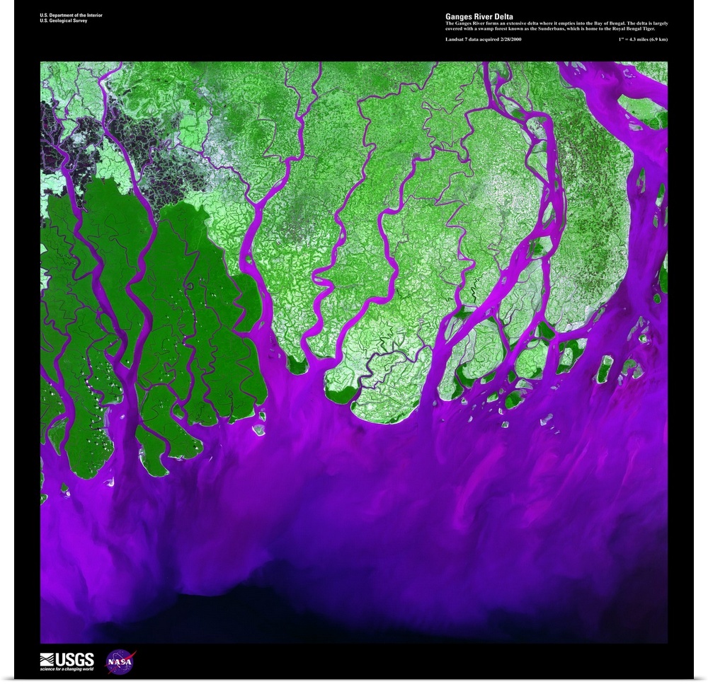 The Ganges River forms an extensive delta where it empties into the Bay of Bengal. The delta is largely covered with a swa...