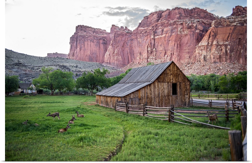 Deer grazing near the Gifford Homestead at Capitol Reef National Park.