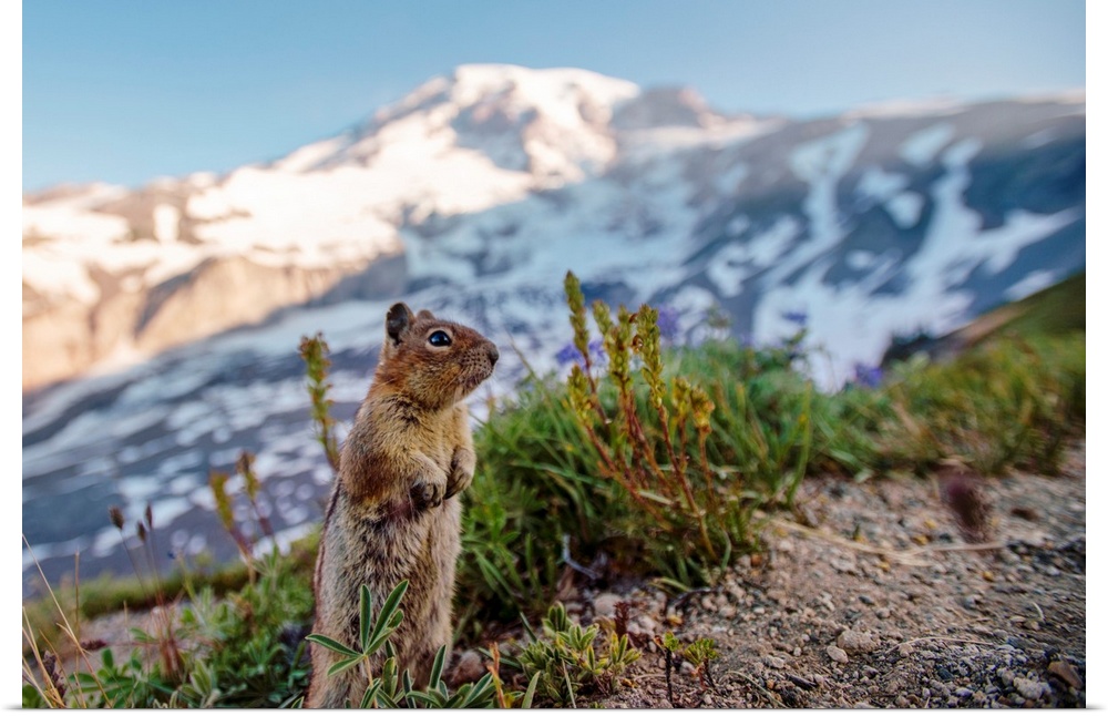 Golden-Mantled ground squirrel (Spermophilus saturatus) looks around with Mount Rainier in the background, Washington.