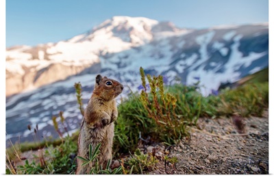 Golden-Mantled Ground Squirrel, Mount Rainier National Park, Washington