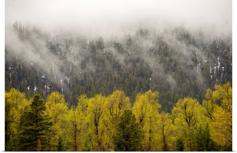 View of fog cascading over trees in Grand Teton National Park, Wyoming.