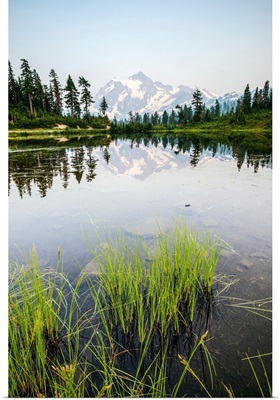 Grasses In Picture Lake And Mount Shuksan, Mount Baker Wilderness, Washington