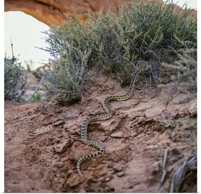 Great Basin Gopher Snake in Canyonlands National Park, Utah