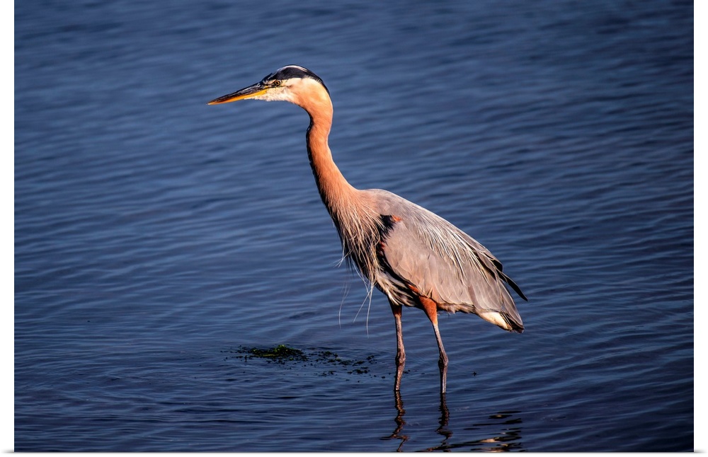 View of a Great Blue Heron in Vancouver, British Columbia, Canada.