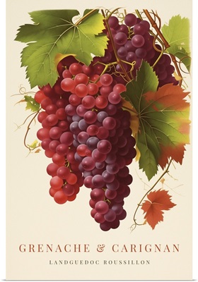 Grenache And Carignan - Retro Wine Advertising Poster