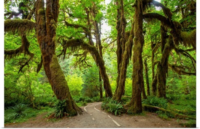Hall of Mosses, Hoh Rain Forest, Olympic National Park, Washington