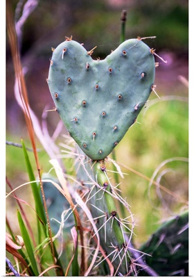 Heart-Shaped Cactus, Grand Canyon National Park, Arizona