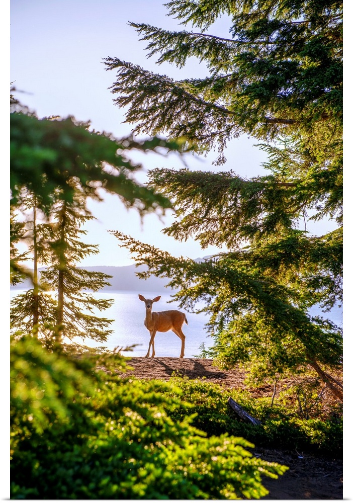 View of a lone deer at Crater Lake in Oregon.