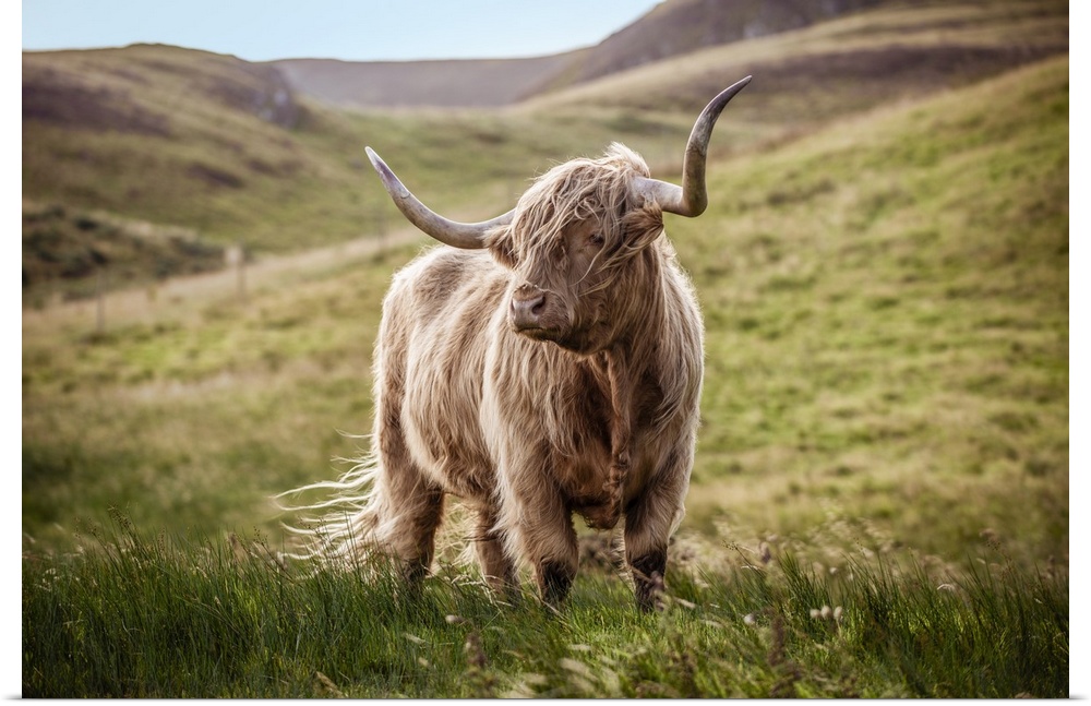 Photograph of a highland cow in the lush green rolling hills of Scotland, UK.