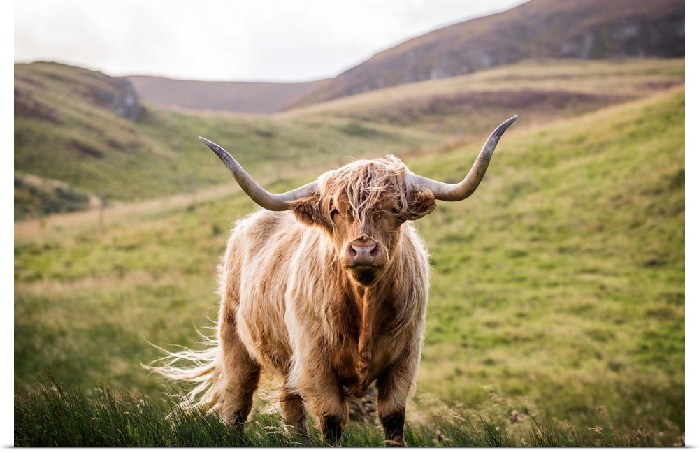 Photograph of a highland cow looking straight at you in the rolling hills of Scotland, UK.