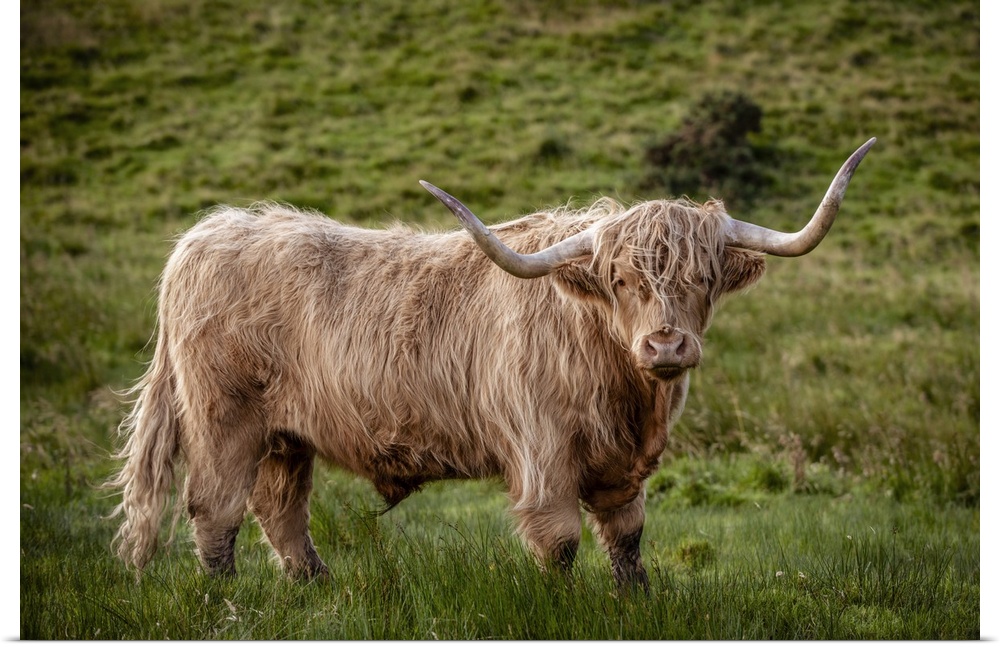 Photograph of a highland cow in the lush green grass of Scotland, UK.