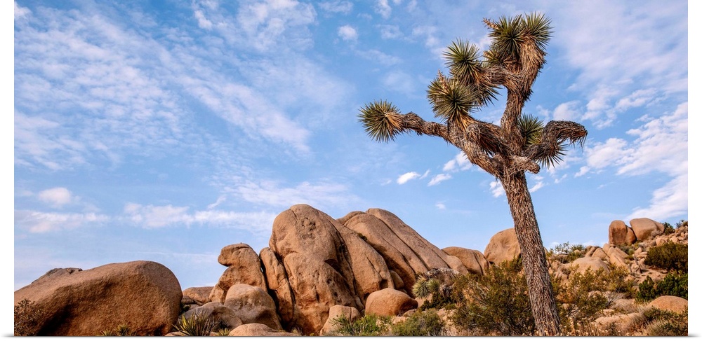 View of a large Joshua tree and desert vegetation in California.
