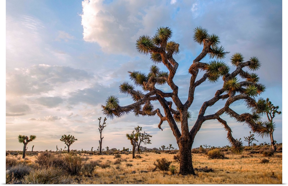 View of a large Joshua tree and desert vegetation in California.