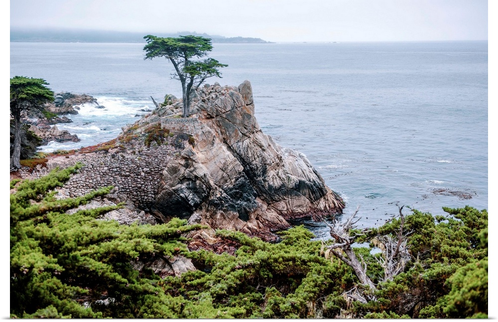 View of the famous Lone Cypress tree in Pebble beach, California.