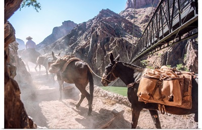 Mule And Horseback Tour In Grand Canyon National Park, Arizona