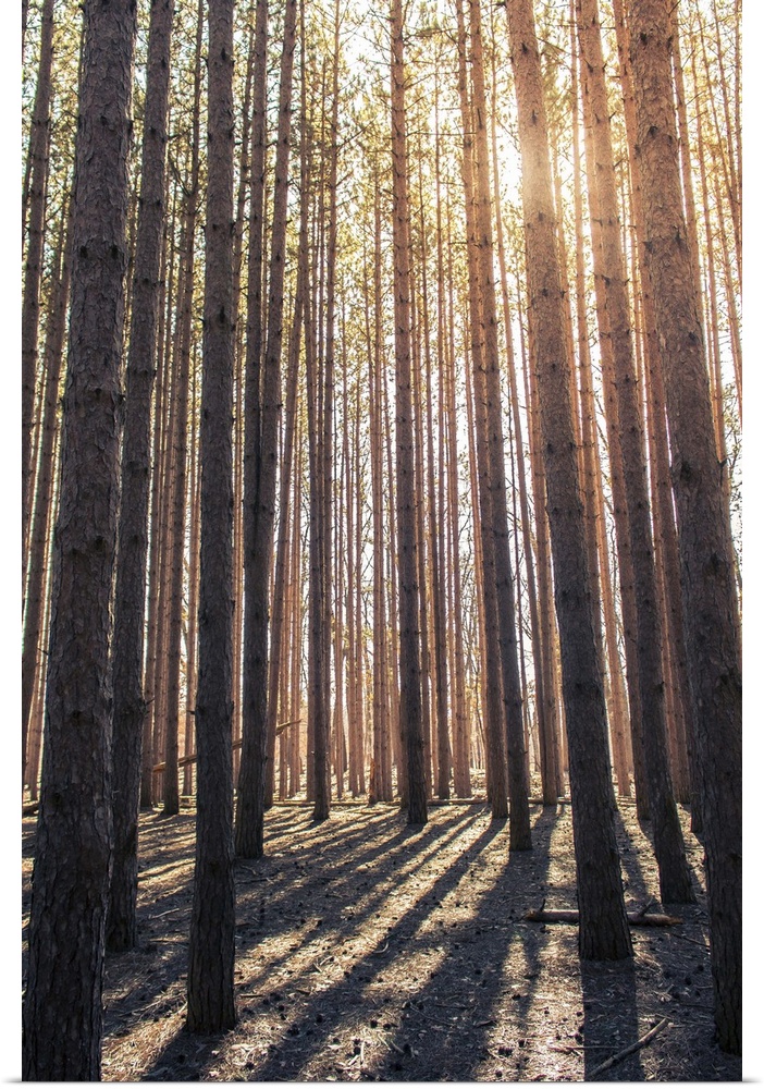 Photograph of sunlight peeping through the pine treetops at Oak Openings Metropark.
