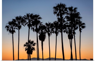 Palm Tree Silhouettes, Venice Beach, California