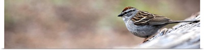 Panoramic View of A Chipping Sparrow at Yellowstone National Park