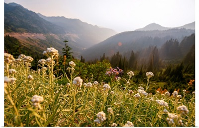 Pearly Everlasting And Valley, Mount Rainier, Washington