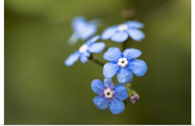 Photo Nature - Alpine Forget-Me-Not
