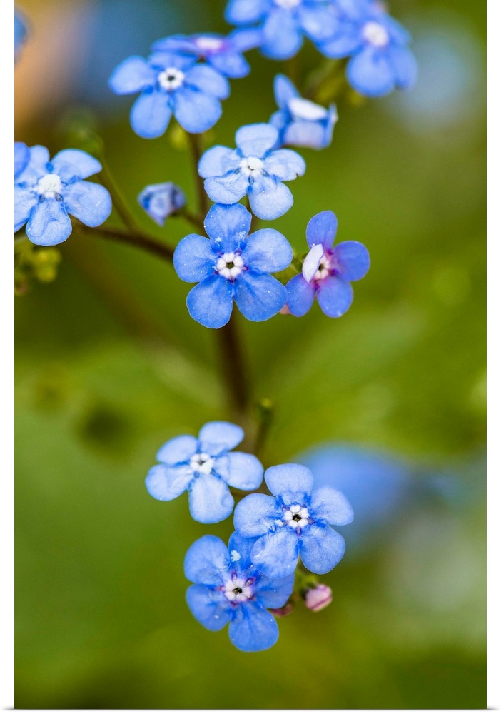 Close up photograph of blue Alpine Forget-Me-Not.