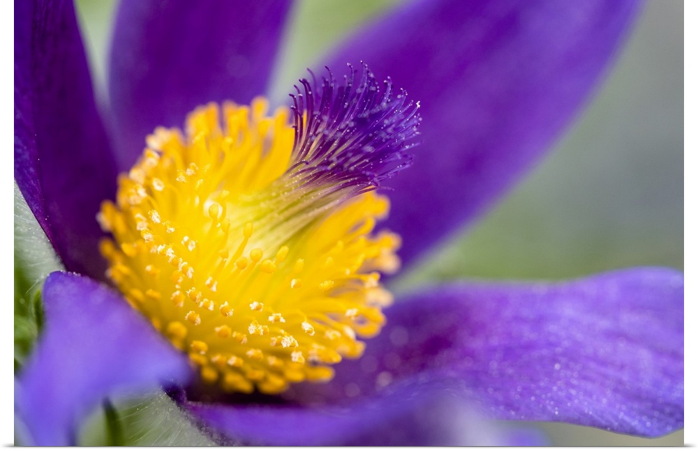 Close up photograph of a brilliant purple flower with a yellow center.