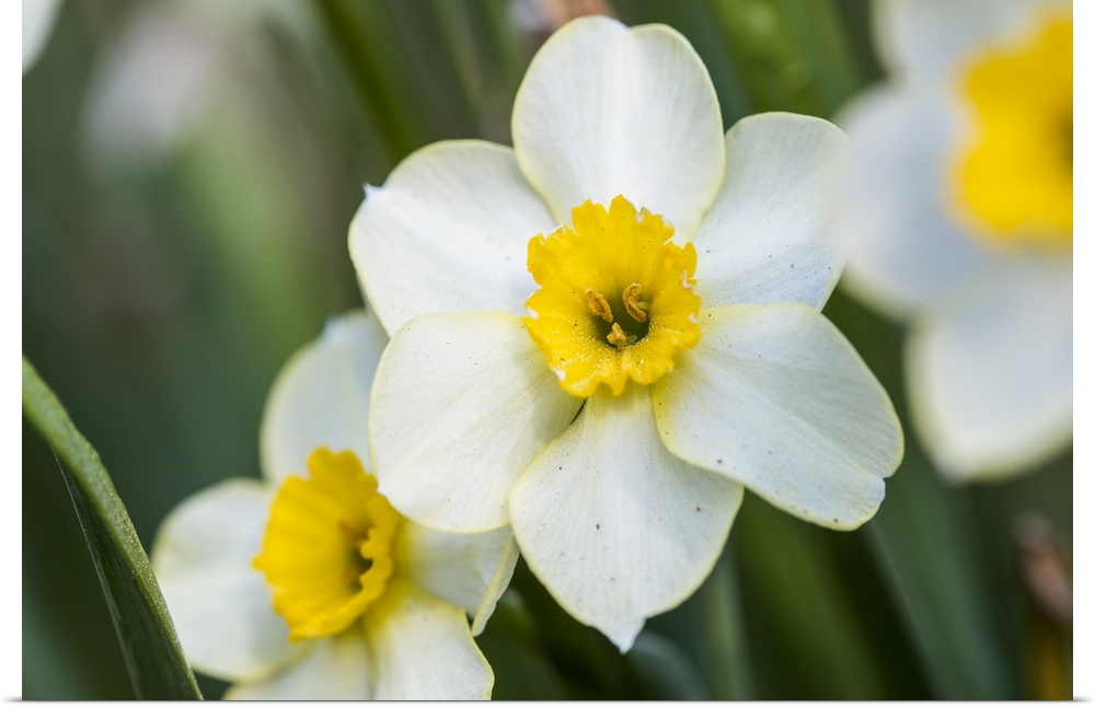Close up photograph of Morning Daffodils blooms.