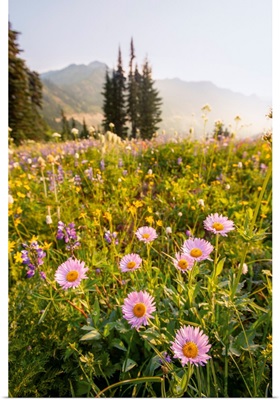 Pink Mountain Daisy, Mount Rainier National Park, Washington
