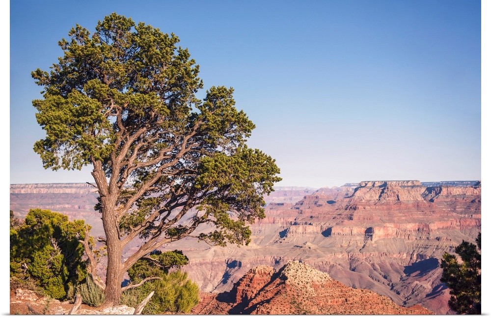 Pinyon pine at Grand Canyon National Park, Arizona.