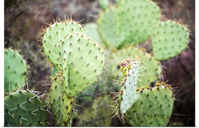 Prickly Pear Cactus, Sedona, AZ