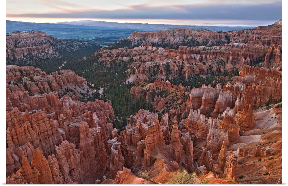 Pine trees fill the crevasses formed by eroded sedimentary rock in Bryce Canyon Amphitheater, Bryce Canyon National Park, ...