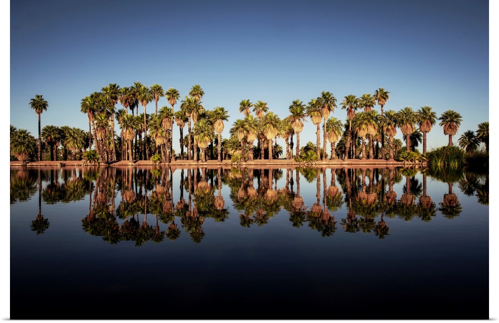 Reflection of palm trees on Papago Ponds in Papago Park, Phoenix, Arizona.