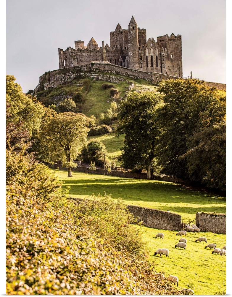 Photograph of the Rock of Cashel located in Cashel, County Tipperary, Ireland, with a field of sheep grazing in the foregr...