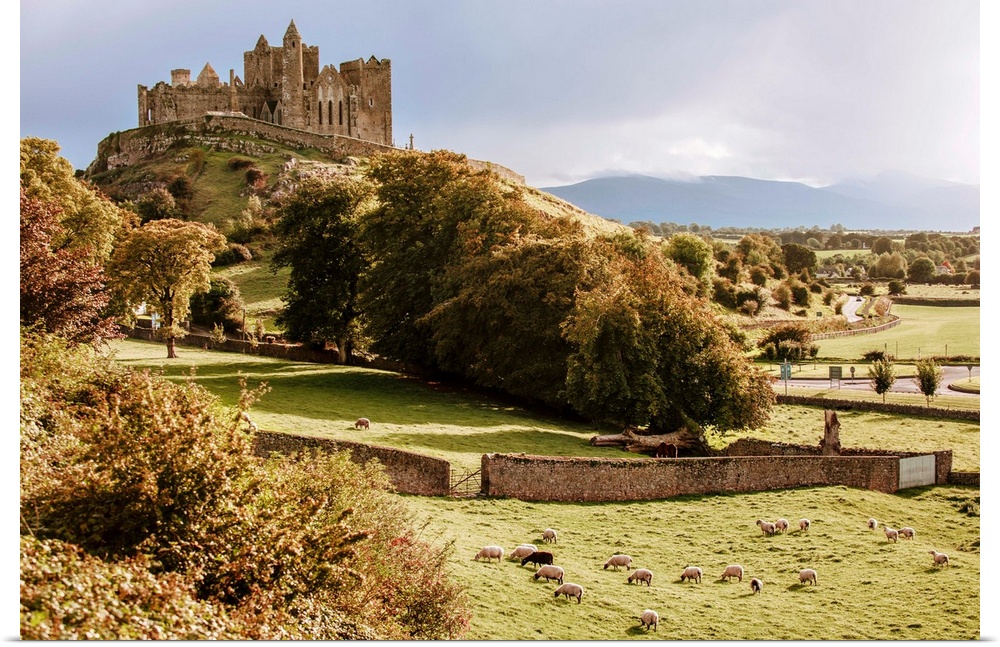 Distant photograph of the Rock of Cashel located in Cashel, County Tipperary, Ireland, with a field of sheep grazing in th...