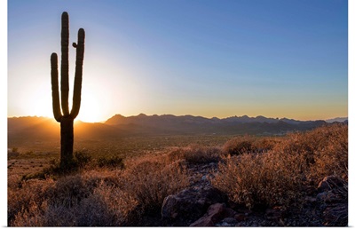 Saguaro Cactus At Sunset In Phoenix, Arizona