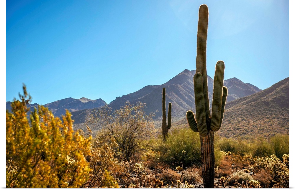 View of Saguaro cactus in Phoenix, Arizona.